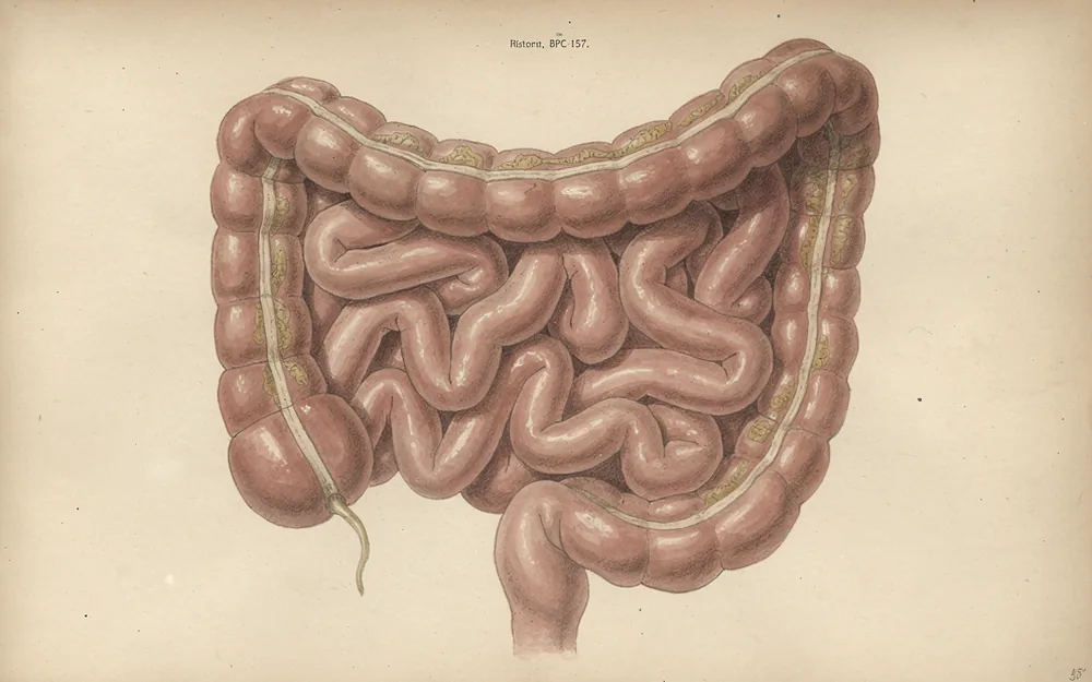 Illustrated interior of a stomach with broad mucosal folds in cream and muted rose