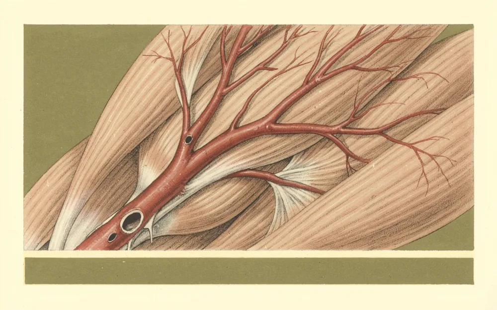 Painted branching blood vessels running between broad bundles of muscle fibres