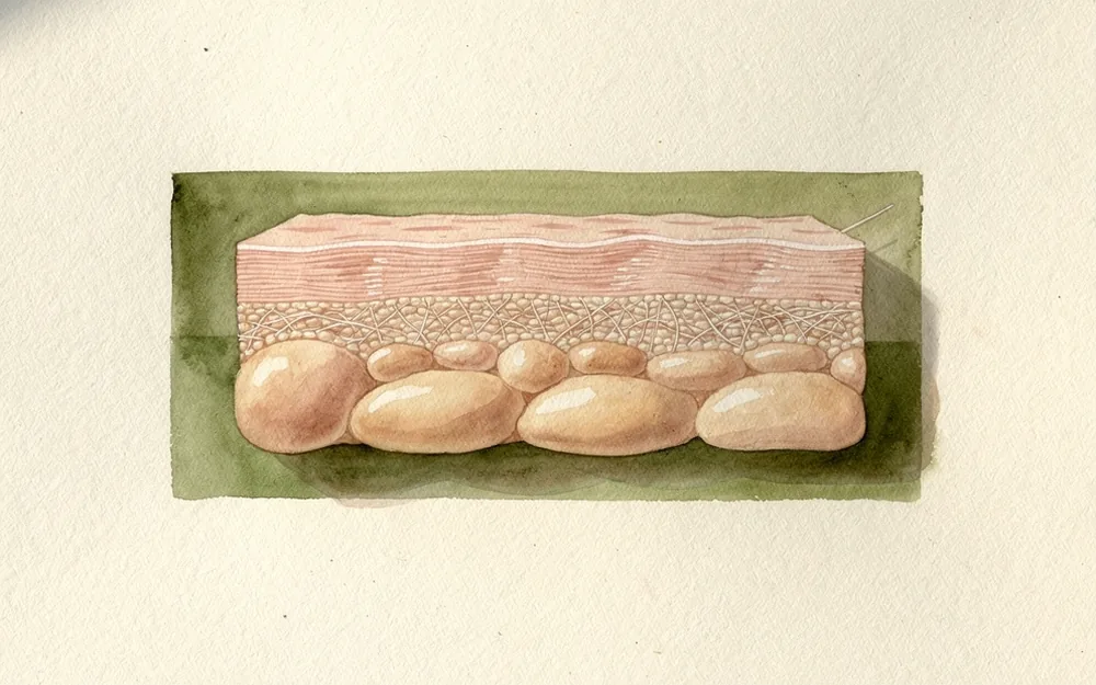 Painted cross-section of skin with a continuous outer layer above fibrous tissue